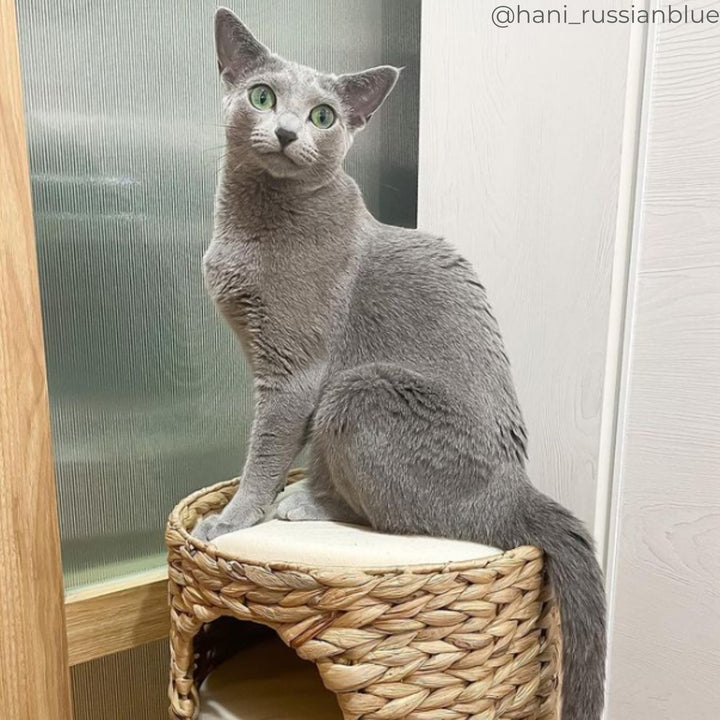 Teamson Pets Neith Wicker Seagrass 3-Tier Cat Bed Condo with Cushions, Tan/Cream- FINAL SALE