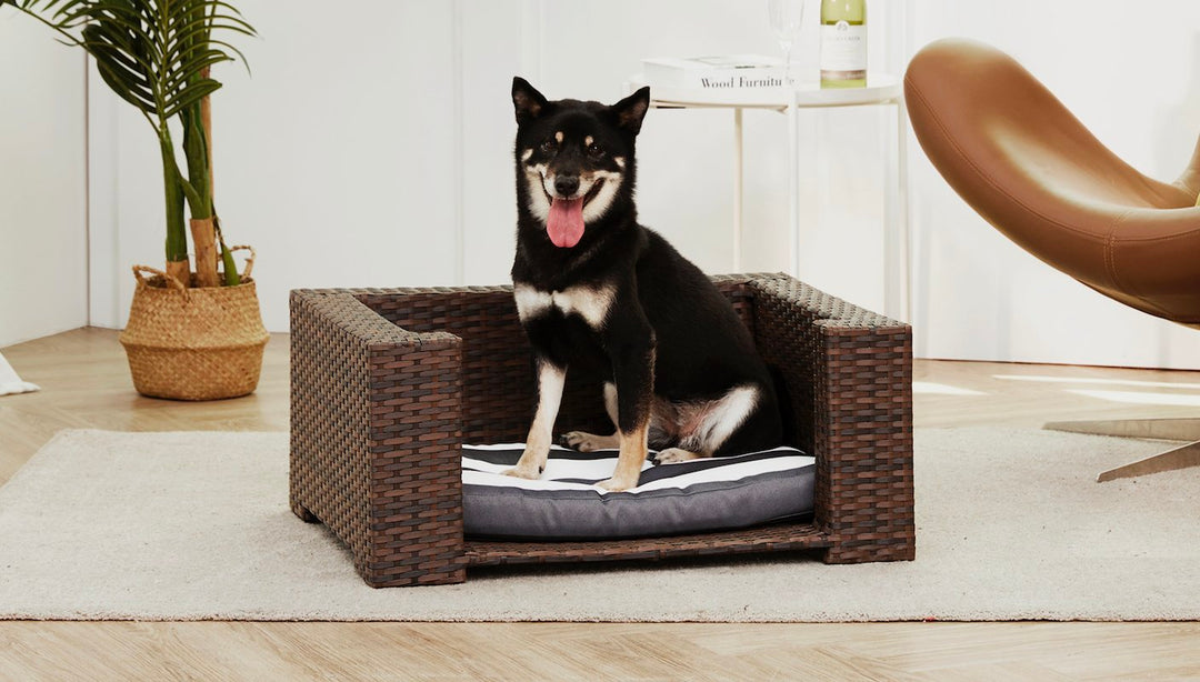 Ablack and white dog sits in his dark brown wicker dog bed in the middle of a living room.