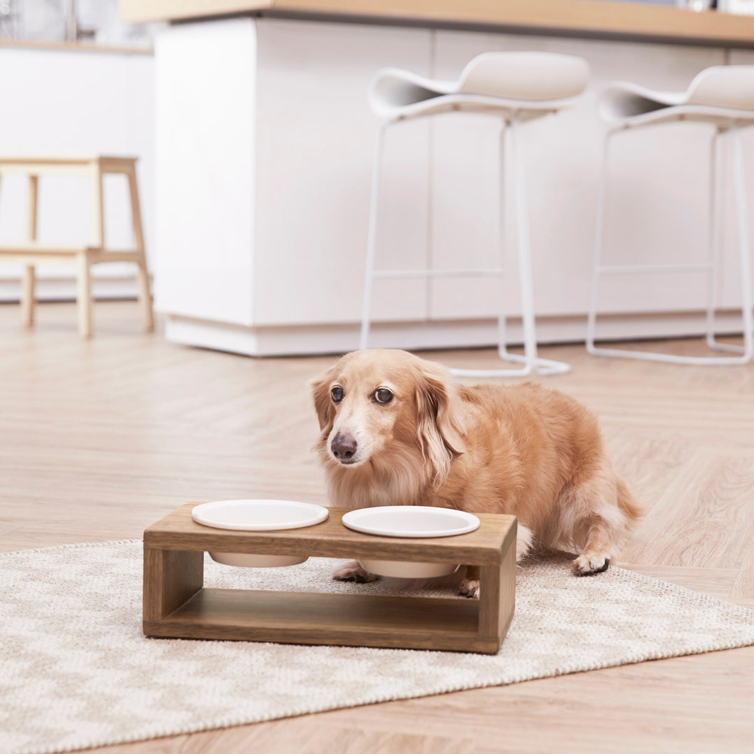 A small tan dog next to a Billie Small Elevated Wood Pet Feeder with Ceramic Bowls with a wood grain finish.