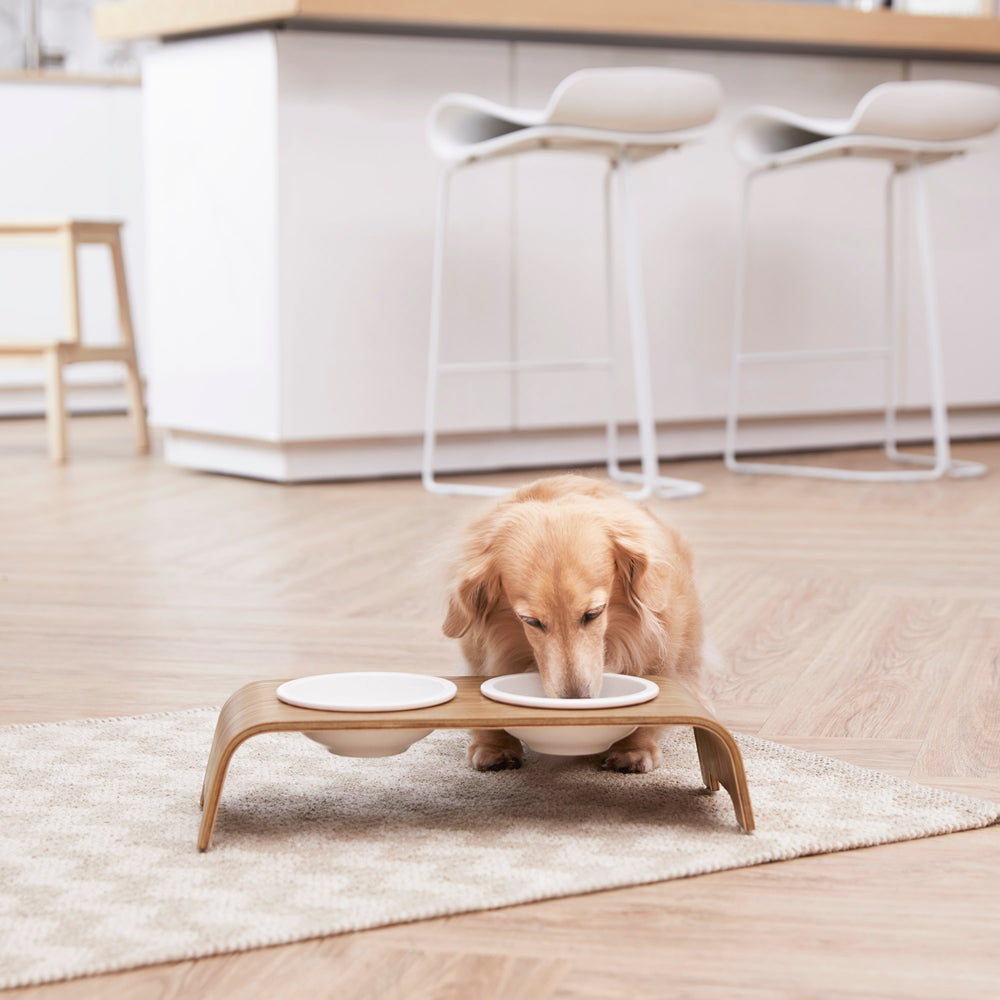 A small dog eating out of the Billie Small Elevated Ash Wood Pet Feeder with white ceramic bowls and a wood grain finish.