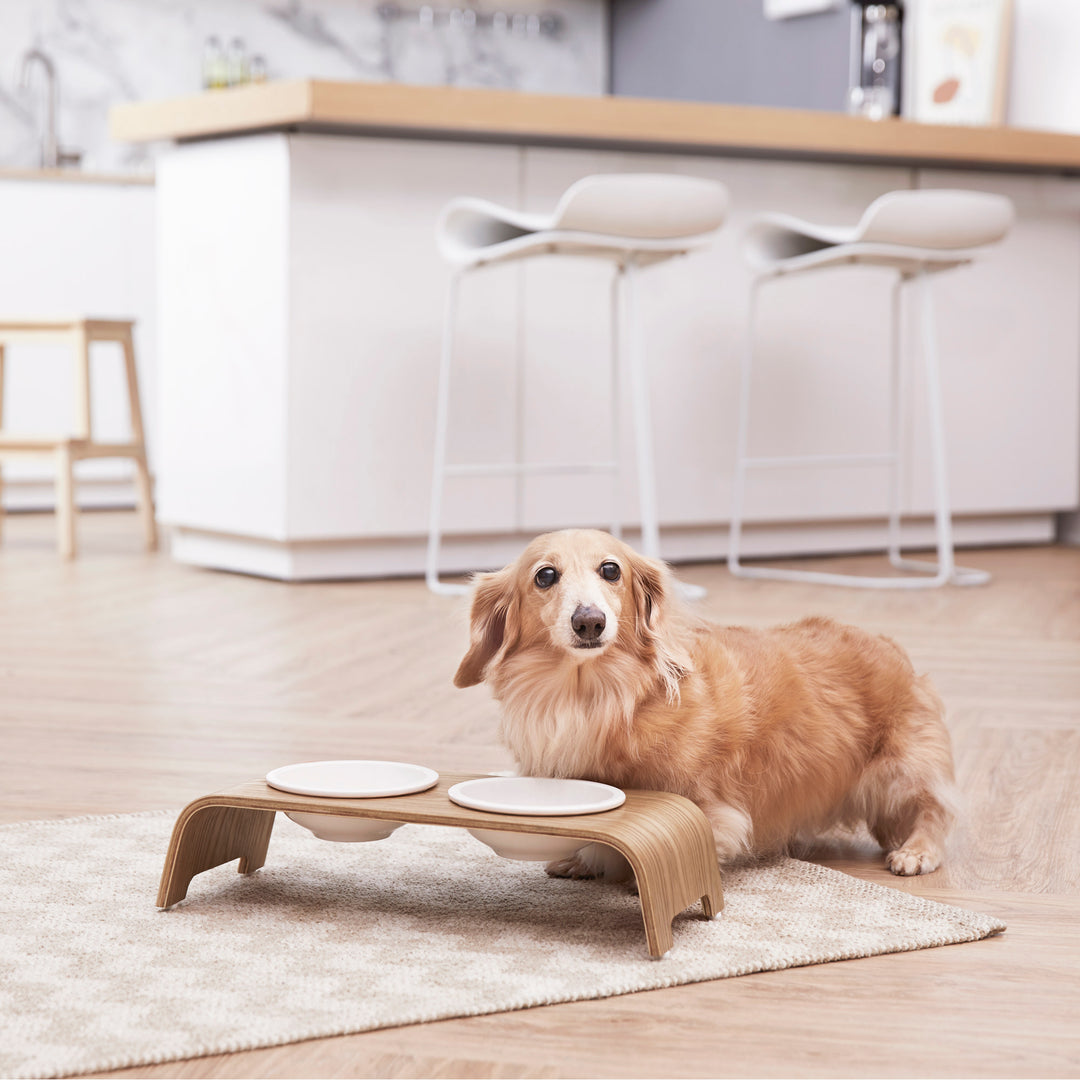 A small tan dog standing next to the Billie Small Elevated Ash Wood Pet Feeder with white ceramic bowls and a wood grain finish.