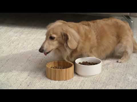 Teamson Pets Billie Elevated Ceramic Pet Bowl Product Video