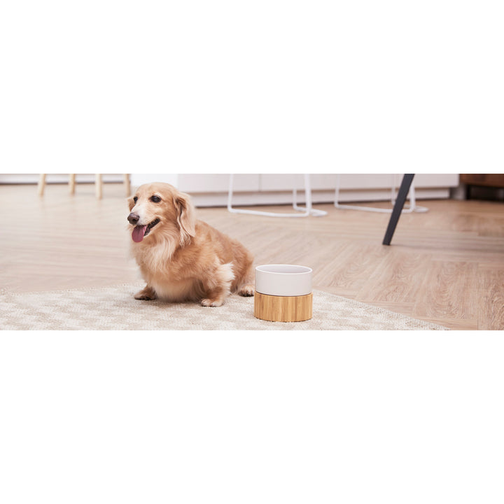 Teamson Pets Billie Raised Dishwasher Safe Ceramic Pet Bowl with Bamboo Stand next to a dog